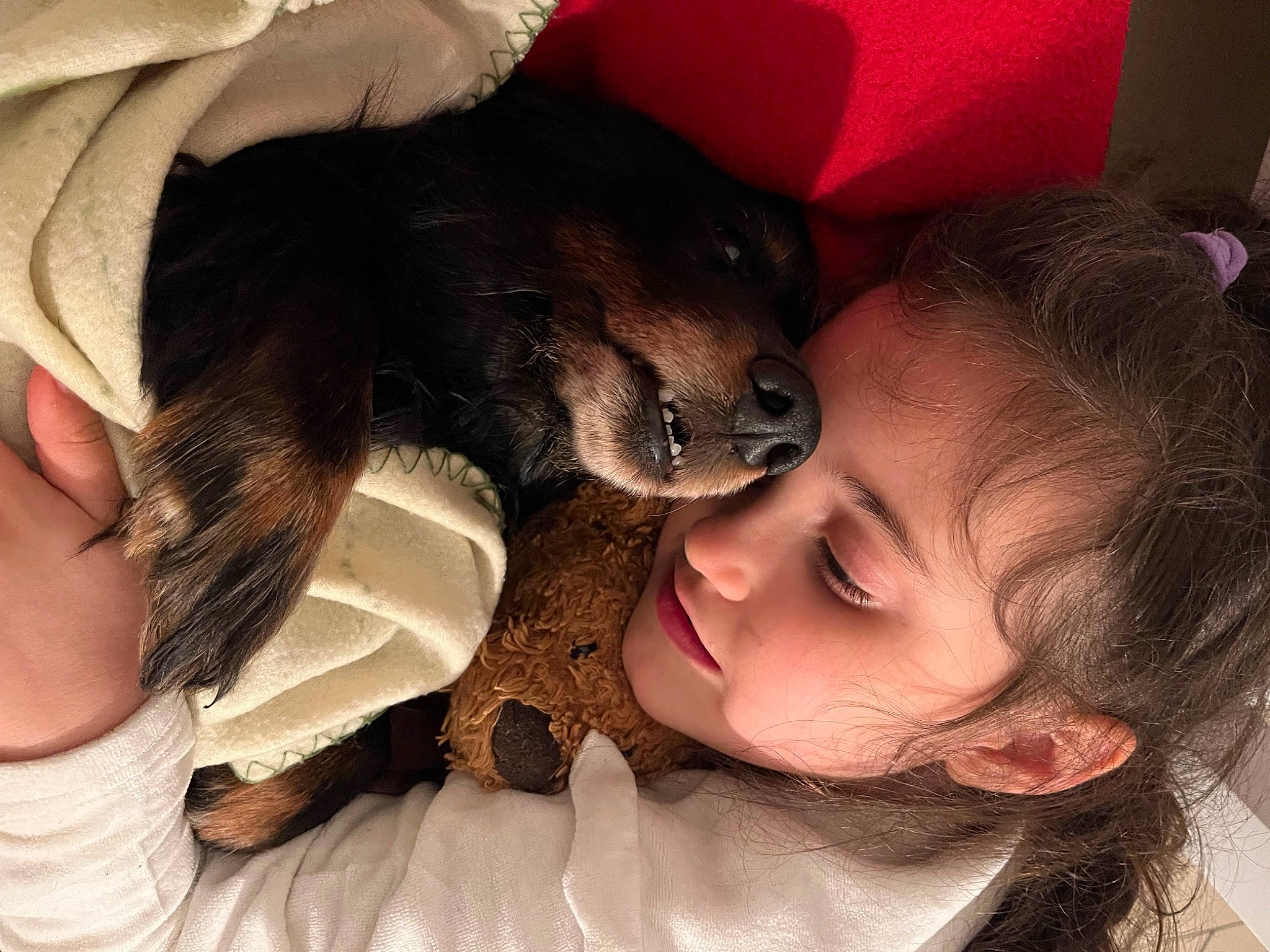 Jade a rejoint le concours — aidez-le/la à gagner de superbes lots ! canidae, carnivore, child, comfort, companion_dog, dog, dog_breed, ear, fawn, fun, fur, gesture, happy, love, nose, paw, person, puppy_love, smile, sporting_group