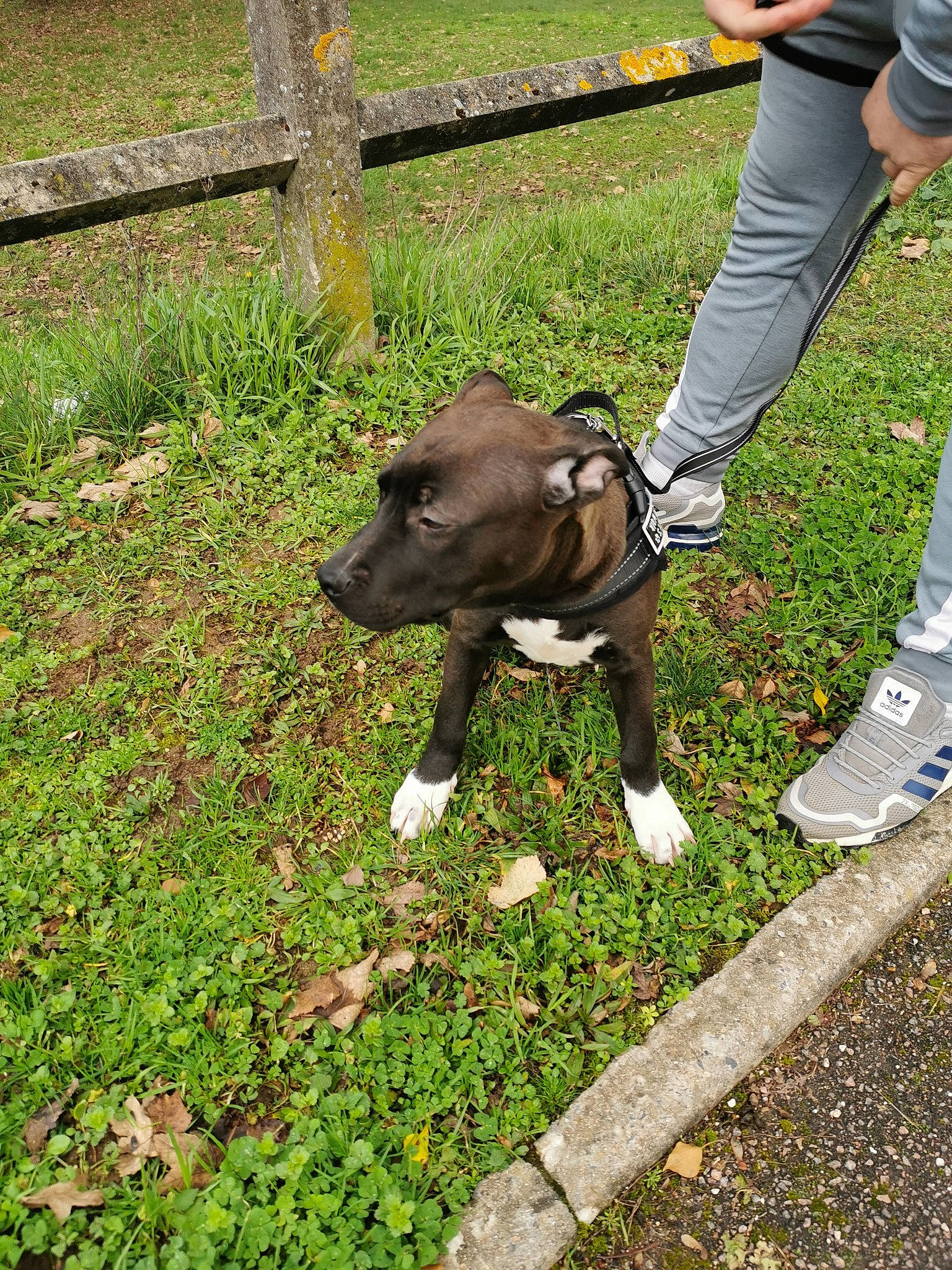 Mayron a rejoint le concours — aidez-le/la à gagner de superbes lots ! canidae, carnivore, collar, companion_dog, dog, dog_breed, fawn, fence, grass, groundcover, human_leg, leash, plant, shoe, sidewalk, sneakers, sporting_group, tail, walking_shoe, working_animal