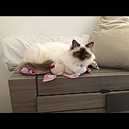 Lilyrose a rejoint le concours — aidez-le/la à gagner de superbes lots ! animal, brown, cat, comfortable, cozy, cute, domestic, dressed, fluffy, furniture, indoors, living_room, pet, pillow, plush_toy, relaxing, resting, sleepy, soft, white