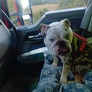 Beba is registered to the contest to win money with this photo: dog, bulldog, heterochromia, vehicle, car_interior, blanket, paw_print, seat, window, side_mirror, leash, curious, pet, animal, indoor, blurred, tongue_out, companion, travel, road_trip