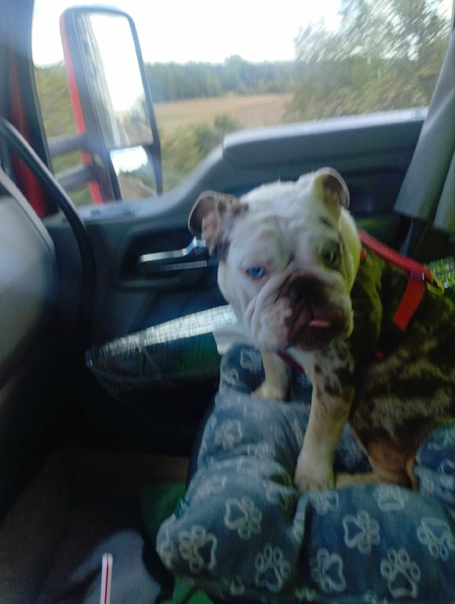 Beba is registered to the contest to win money with this photo: dog, bulldog, heterochromia, vehicle, car_interior, blanket, paw_print, seat, window, side_mirror, leash, curious, pet, animal, indoor, blurred, tongue_out, companion, travel, road_trip