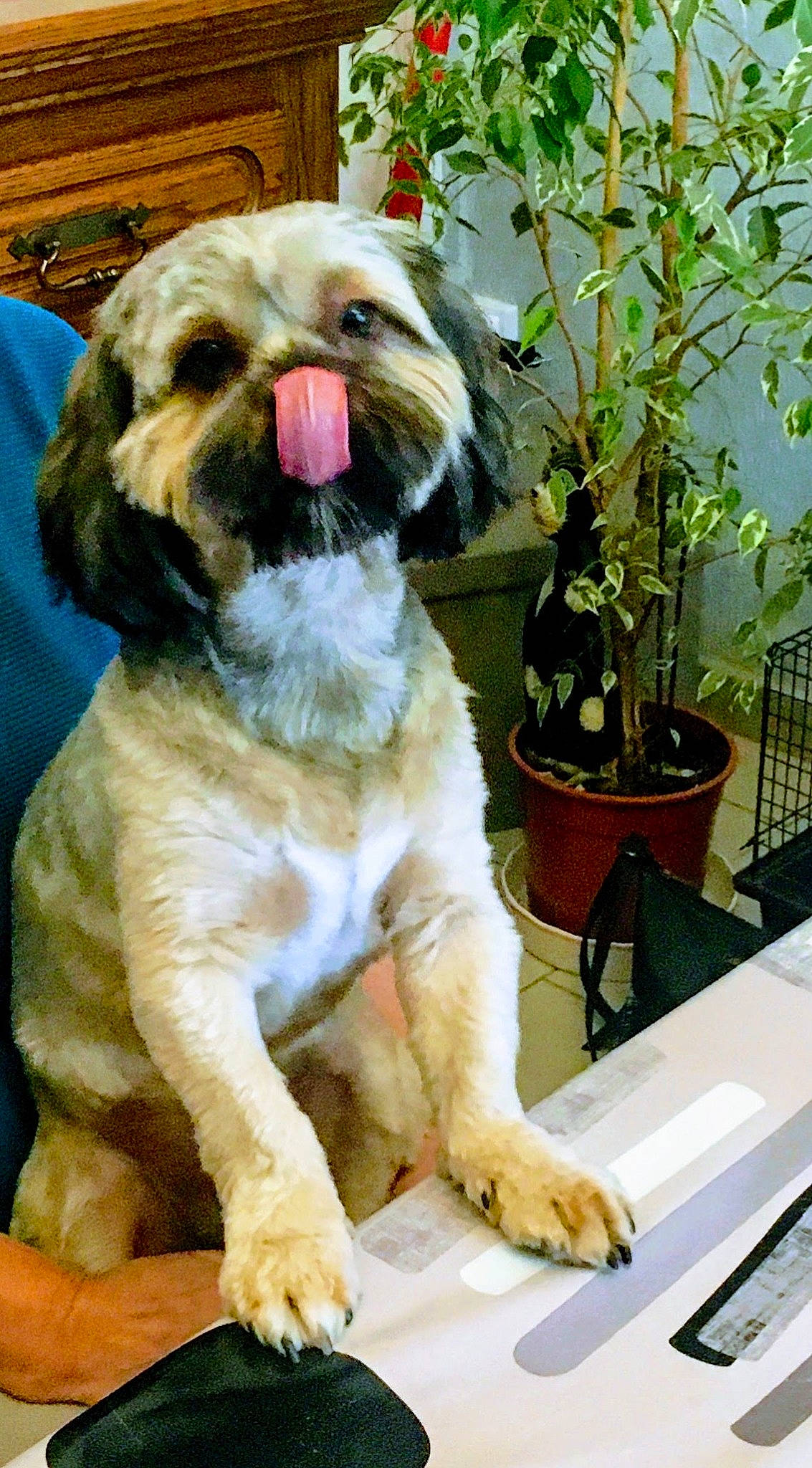 Lucky participe au concours pour gagner de l'argent avec cette photo : carnivore, collar, companion_dog, dog, dog_breed, dog_collar, dog_supply, fawn, flowerpot, fur, herb, houseplant, liver, pet_supply, plant, shih_tzu, snout, sporting_group, toy_dog, working_animal