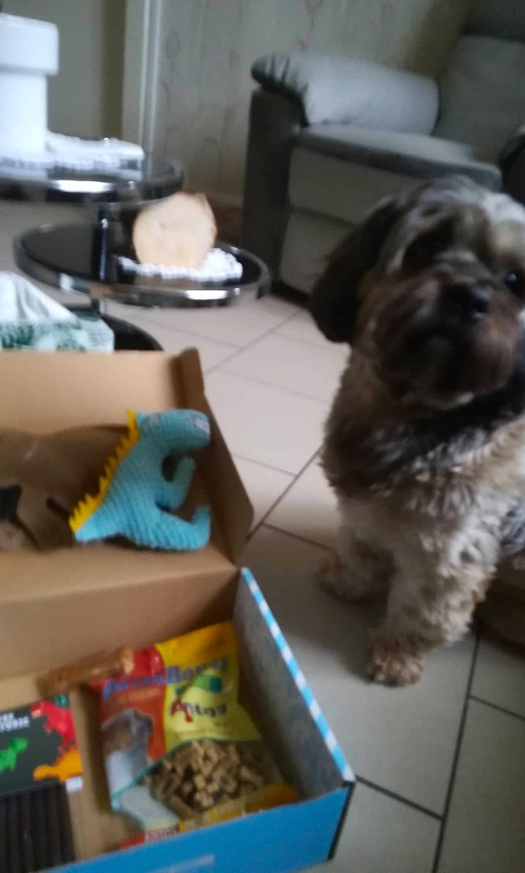 Lucky participe au concours pour gagner de l'argent avec cette photo : baby_toys, carnivore, companion_dog, dog, dog_breed, dog_supply, flooring, fur, liver, plastic, room, shih_poo, shih_tzu, small_terrier, spaniel, terrier, toy, toy_dog, working_animal, yorkipoo