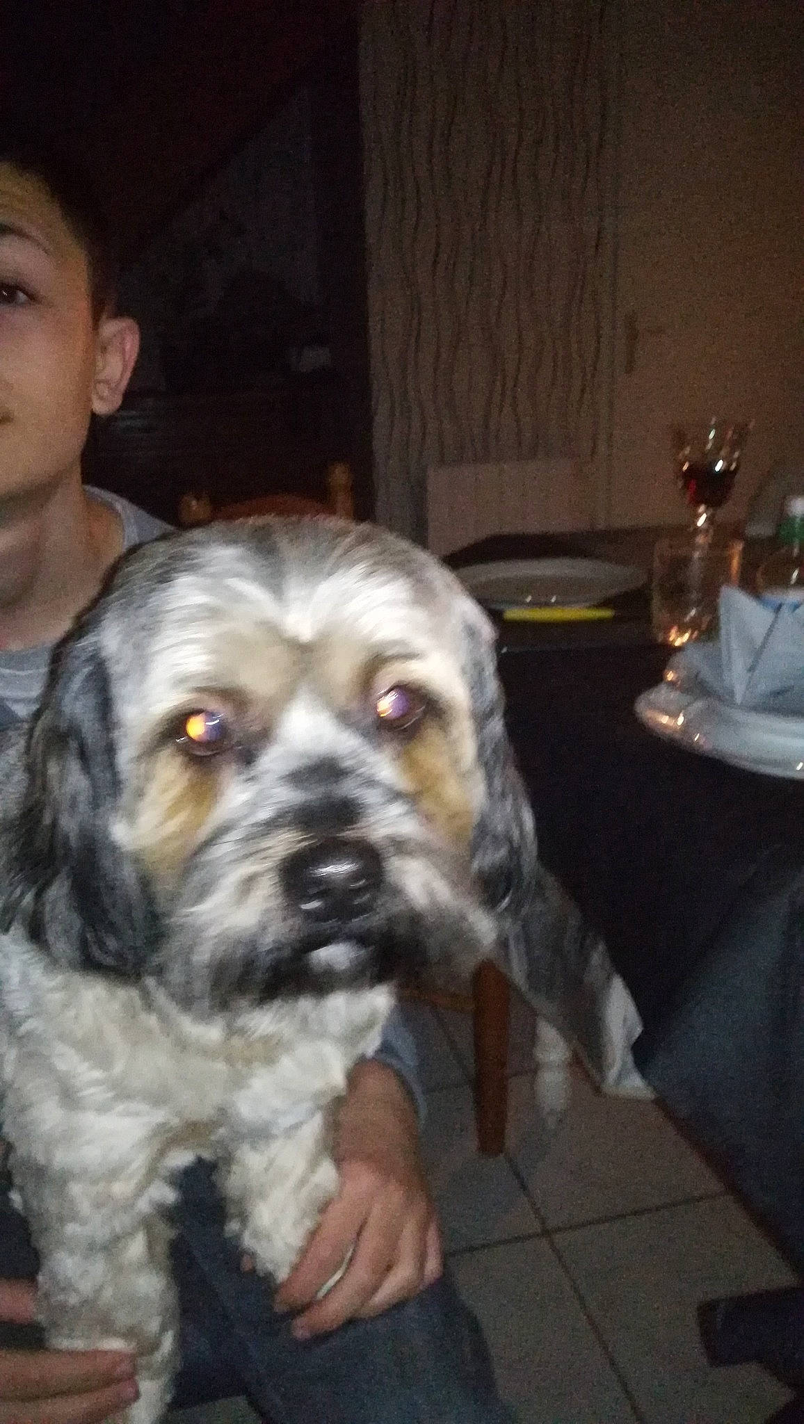 Lucky participe au concours pour gagner de l'argent avec cette photo : canidae, carnivore, companion_dog, dog, dog_breed, fawn, fur, hair, liver, puppy_love, shih_poo, small_terrier, snout, sporting_group, tableware, terrier, toy_dog, whiskers, wine_glass, working_animal