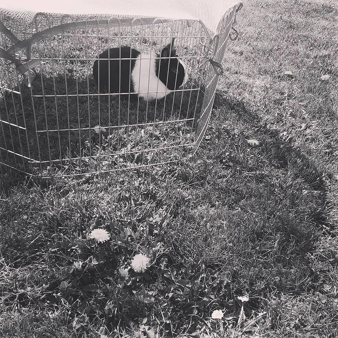 Spyke a rejoint le concours — aidez-le/la à gagner de superbes lots ! automotive_tire, black, black_and_white, grass, grassland, land_lot, landscape, mammal, monochrome, monochrome_photography, plant, rural_area, soil, style, tints_and_shades, tree, vertebrate, white, wire_fencing, wood
