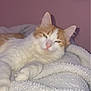 Bincks participe au concours pour gagner de l'argent avec cette photo : cat, orange_and_white, fluffy_blanket, cozy, indoor, pet, feline, sleepy, relaxed, pink_wall, soft_texture, cute, animal, whiskers, ears, close_up, resting, fur, domestic_cat, calm