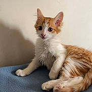 Bincks a rejoint le concours — aidez-le/la à gagner de superbes lots ! kitten, cat, orange, white, fur, pet, animal, cute, young, indoor, blanket, blue, relaxed, looking, curious, whiskers, ears, paws, tail, wall