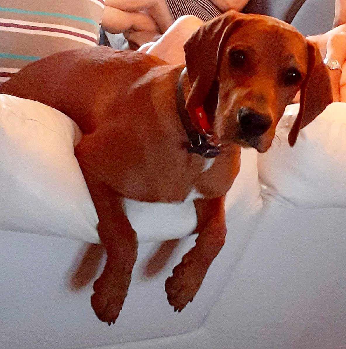 Rex