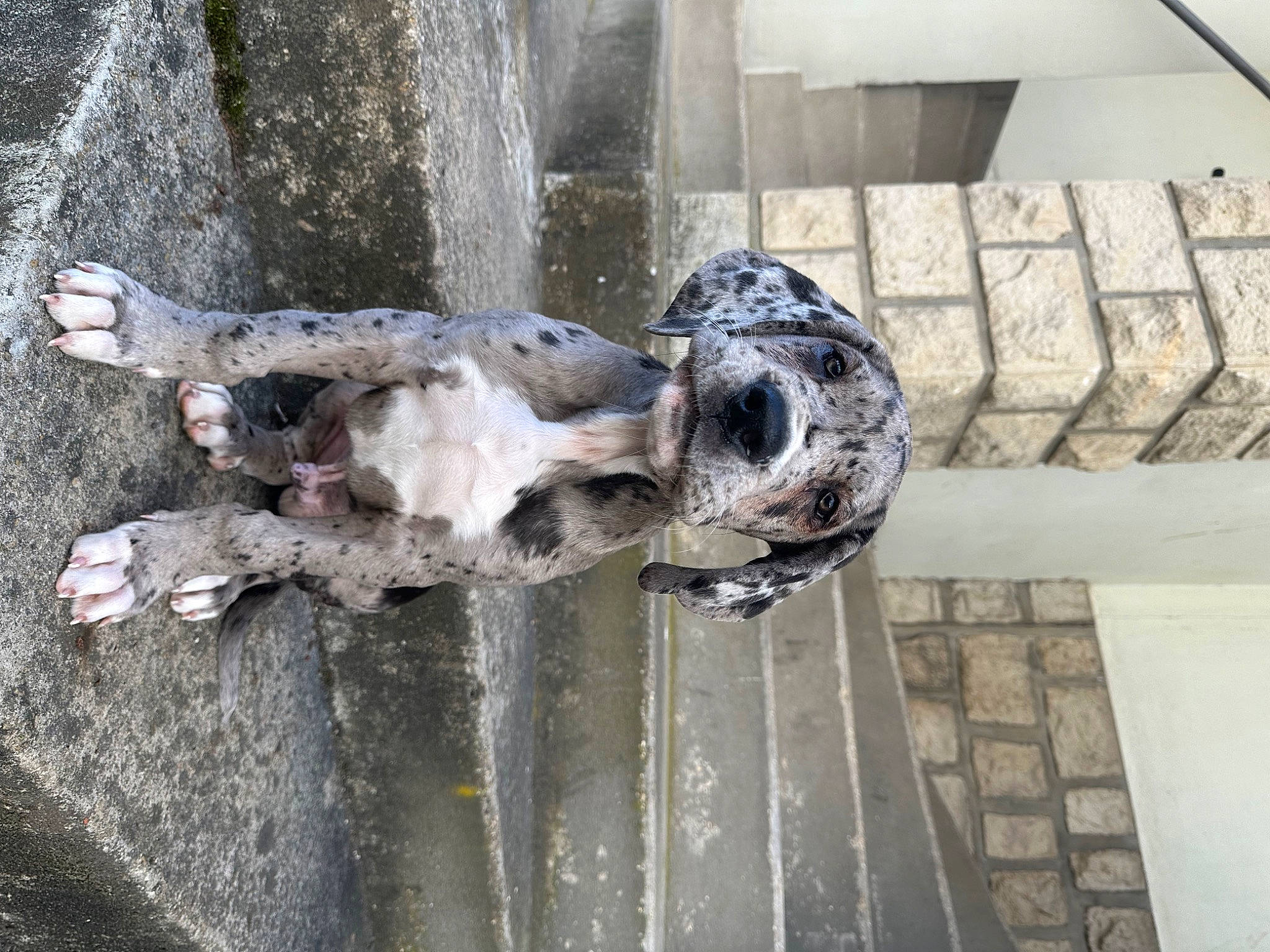 Vador participe au concours pour gagner de l'argent avec cette photo : art, building, canidae, dog_breed, sculpture, snout, sporting_group, tail, tree, water, working_animal