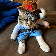 Clark joined the competition — help win amazing prizes! animal, blue_outfit, brown, cat, closeup, costume, couch, cowboy_hat, cute, domestic_cat, fake_arms, fur, indoor, pet, playful, red_star, relaxed, tabby_cat, whiskers, white_paws