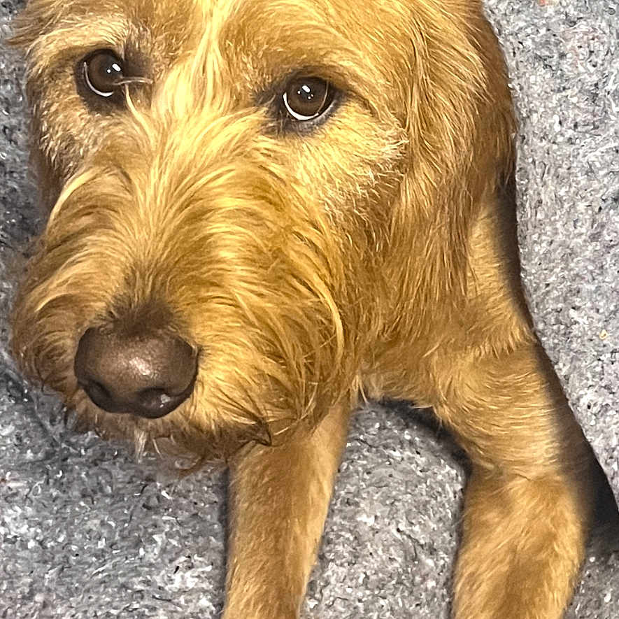 Elley May joined the competition — help win amazing prizes! animal, blanket, brown_fur, canine, close_up, comfort, companion, cozy, cute, dog, domestic_animal, fur, indoor, pet, portrait, relaxed, resting, snuggle, soft_texture, warm