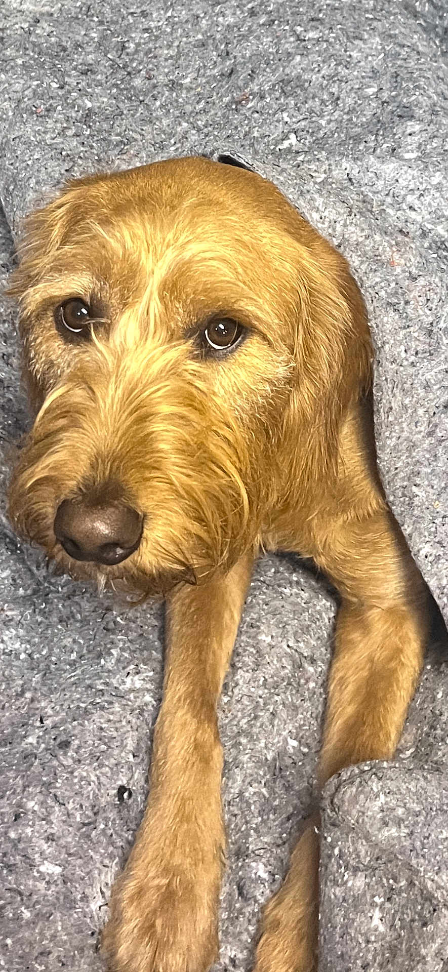 Elley May joined the competition — help win amazing prizes! animal, blanket, brown_fur, canine, close_up, comfort, companion, cozy, cute, dog, domestic_animal, fur, indoor, pet, portrait, relaxed, resting, snuggle, soft_texture, warm