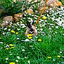 Chippie participe au concours pour gagner de l'argent avec cette photo :