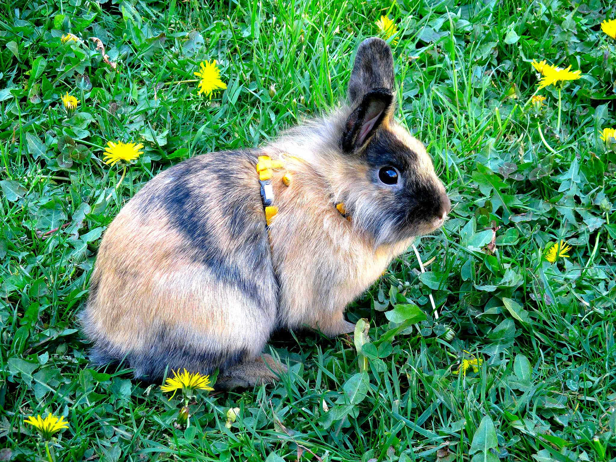 Chippie