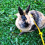 Chippie participe au concours pour gagner de l'argent avec cette photo :