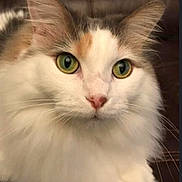 Fluffy is registered to the contest to win money with this photo: cat, fluffy, green_eyes, close_up, pet, feline, whiskers, soft_fur, curious, indoor, animal, mammal, portrait, cute, domestic_cat, long_hair, ears, nose, face, sitting