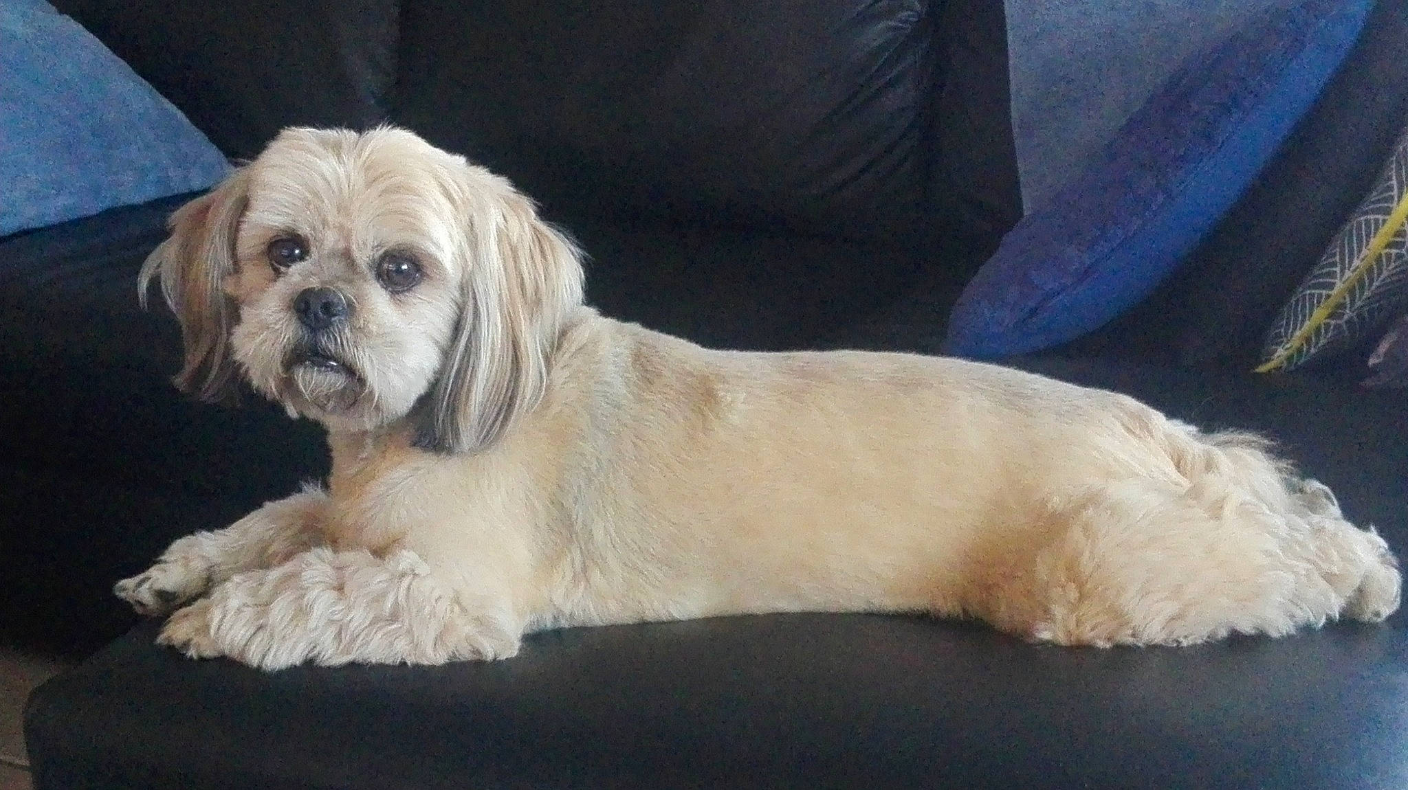 Eden participe au concours pour gagner de l'argent avec cette photo : canidae, carnivore, chinese_imperial_dog, cockapoo, companion_dog, dog, dog_breed, havanese, lhasa_apso, maltepoo, maltese, mammal, pekapoo, poodle_crossbreed, puppy, rare_breed_dog, shih_tzu, snout, sporting_group, vertebrate