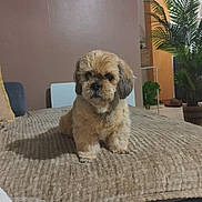 Sylvie Hervier a rejoint le concours — aidez-le/la à gagner de superbes lots ! dog, small_dog, pet, indoor, blanket, couch, plant, decor, wall_art, frame, cozy, fur, cute, animal, companion, home, furniture, relaxing, portrait, brown