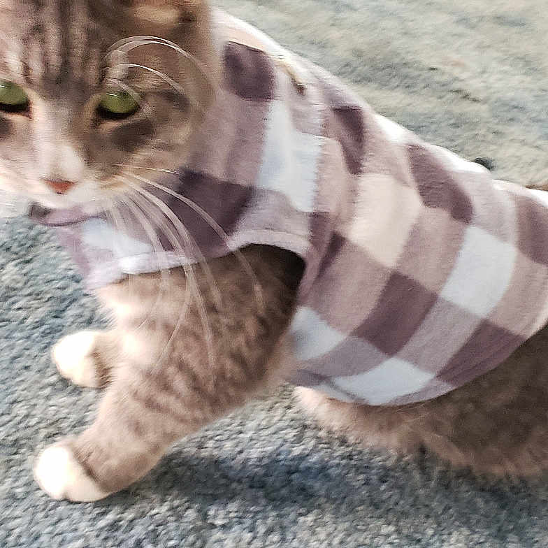 Lee is registered to the contest to win money with this photo: abyssinian, accessories, animal, blanket, canine, cat, clothing, dog, formalwear, homedecor, hound, kitten, knitwear, leash, linen, manx, pet, siamese, strap, sweater