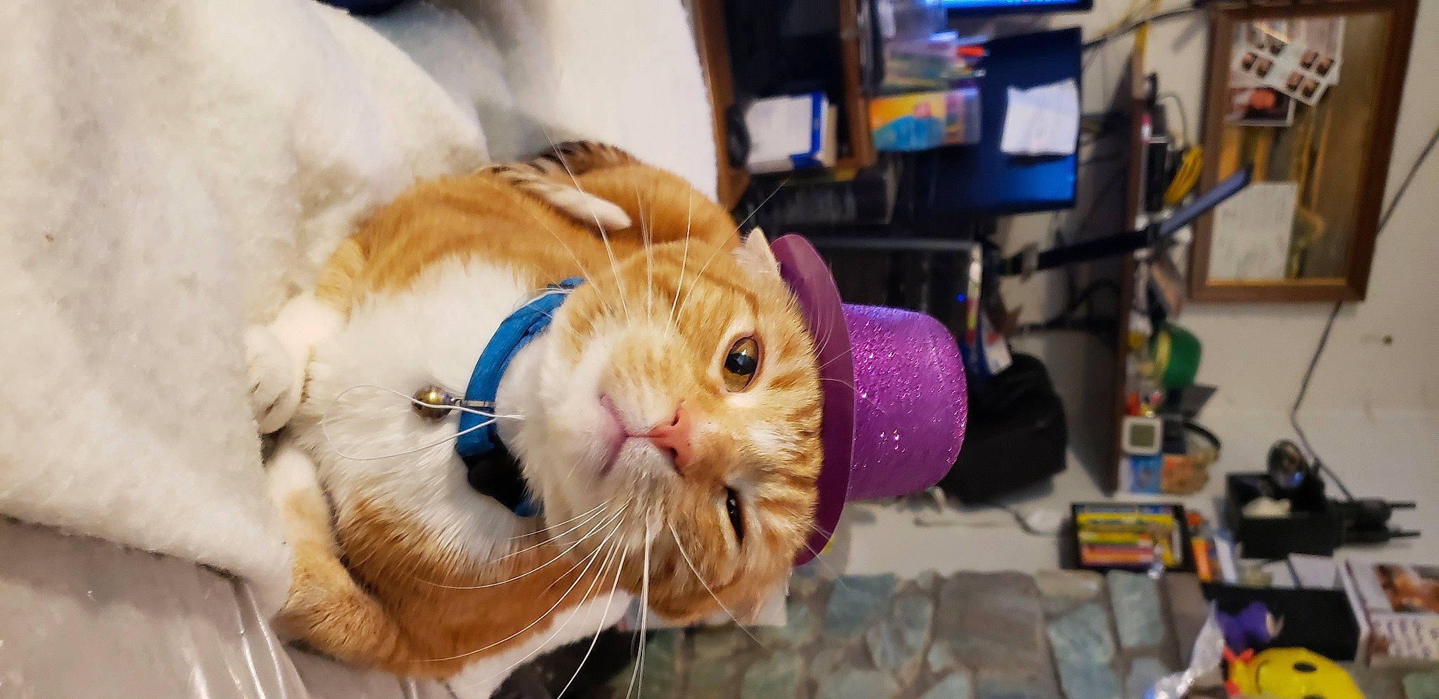 Bones is registered to the contest to win money with this photo: canidae, carnivore, cat, claw, collar, companion_dog, domestic_rabbit, ear, event, fawn, felidae, fur, rabbit, rabbits_and_hares, small_to_medium_sized_cats, snout, stuffed_toy, teddy_bear, toy, whiskers