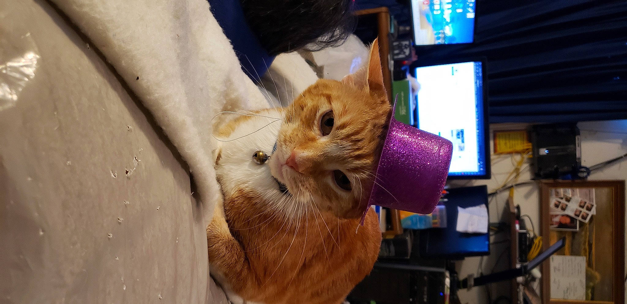 Bones joined the competition — help win amazing prizes! carnivore, cat, claw, computer, computer_keyboard, computer_monitor, display_device, domestic_short_haired_cat, electric_blue, fawn, felidae, fur, peripheral, small_to_medium_sized_cats, snout, whiskers