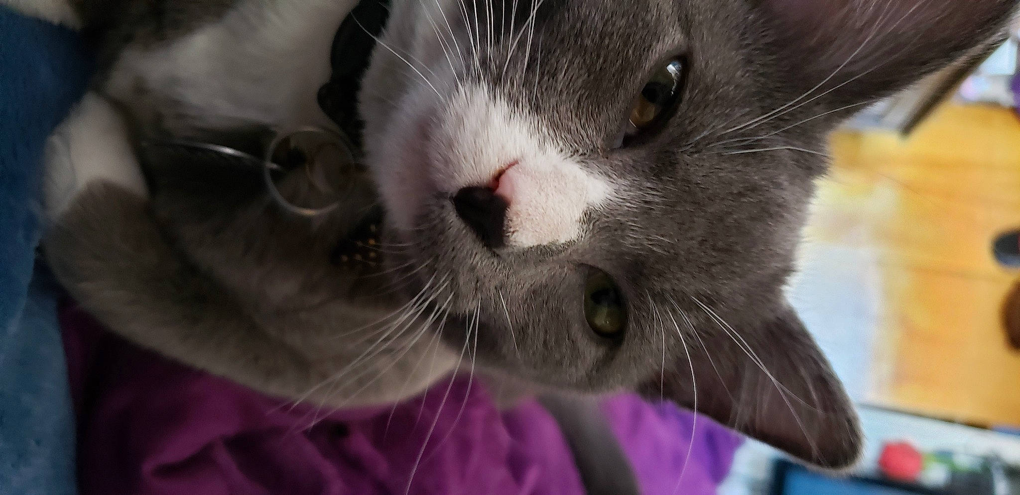 Myrtle joined the competition — help win amazing prizes! carnivore, cat, close_up, collar, domestic_short_haired_cat, ear, eyelash, felidae, fur, iris, magenta, paw, photography, small_to_medium_sized_cats, snout, terrestrial_animal, whiskers