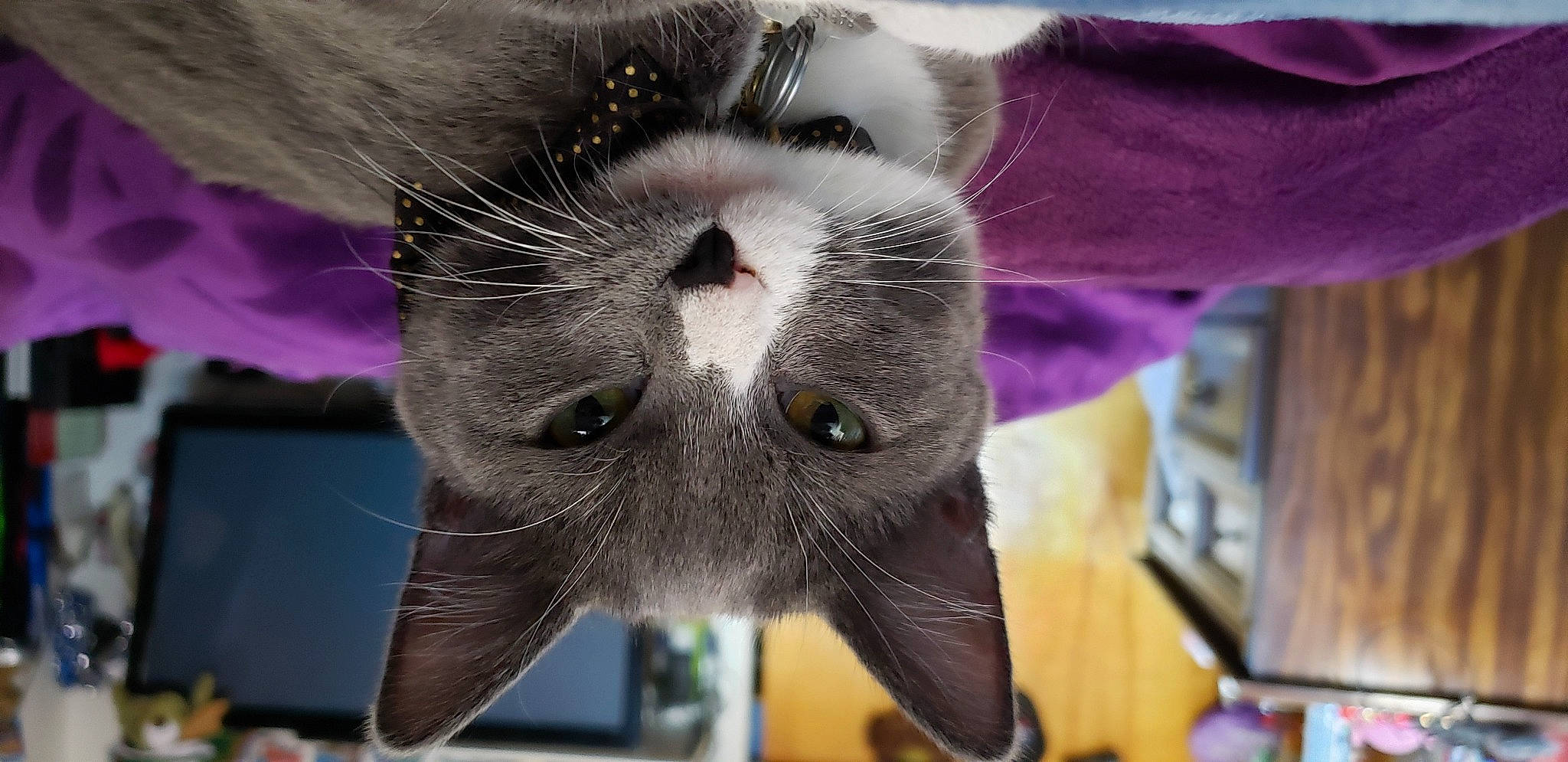 Myrtle is registered to the contest to win money with this photo: carnivore, cat, domestic_short_haired_cat, felidae, fur, magenta, petal, plant, small_to_medium_sized_cats, snout, whiskers