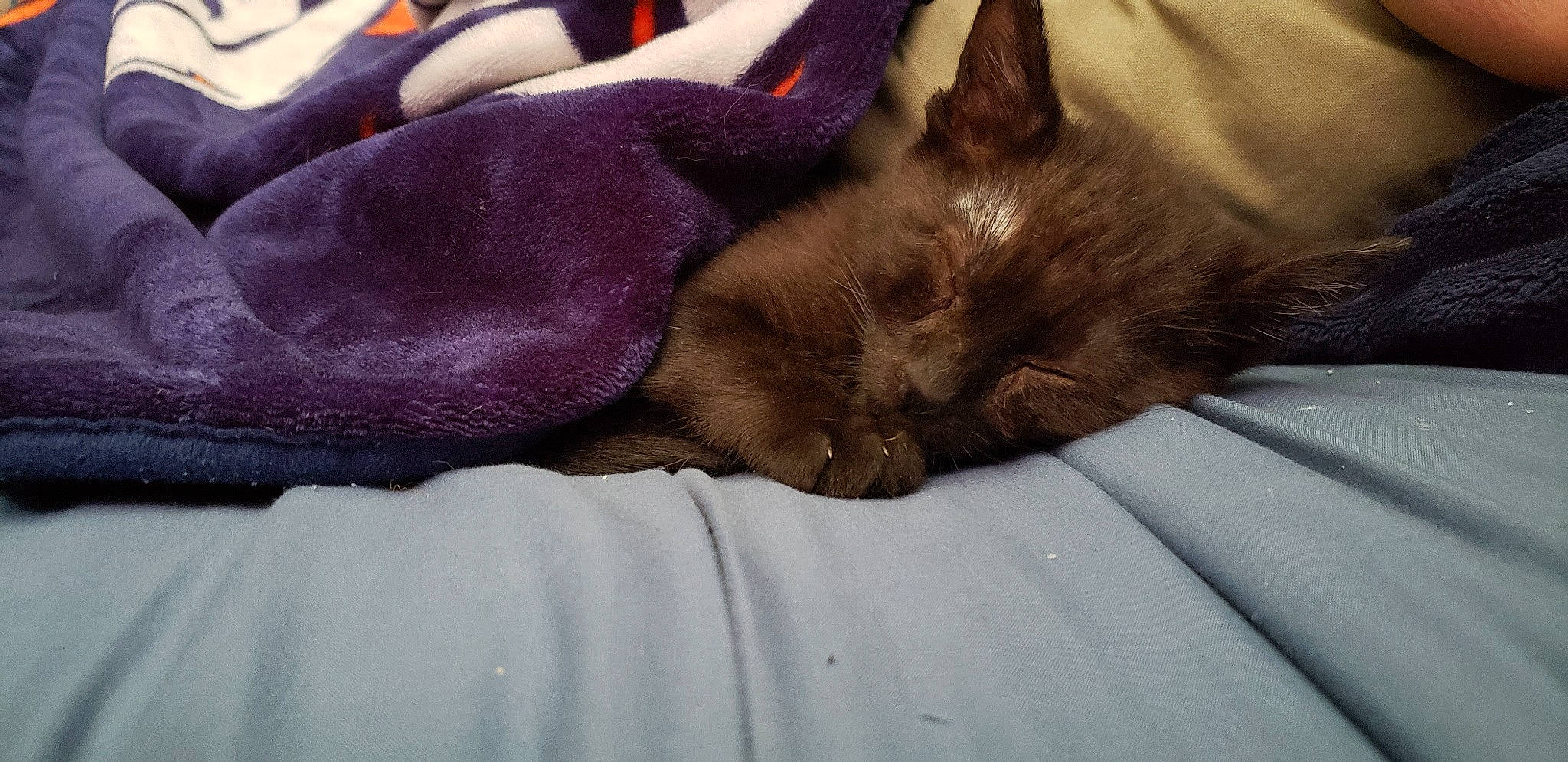 Ohno joined the competition — help win amazing prizes! black_cat, canidae, carnivore, cat, claw, comfort, dog_breed, domestic_short_haired_cat, fawn, felidae, fur, grey, linens, liver, nap, sleep, small_to_medium_sized_cats, snout, sporting_group, whiskers