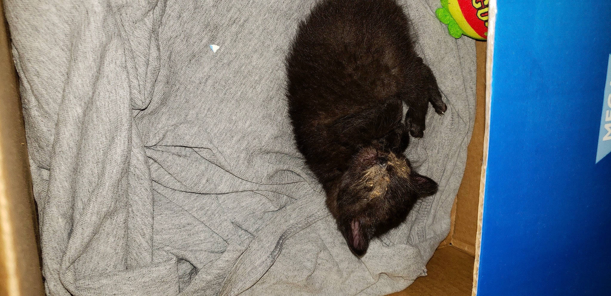 Ohno joined the competition — help win amazing prizes! art, canidae, carnivore, cat, claw, comfort, dog_breed, drawing, felidae, fur, illustration, liver, nap, small_to_medium_sized_cats, snout, sporting_group, tail, terrestrial_animal, visual_arts, wood