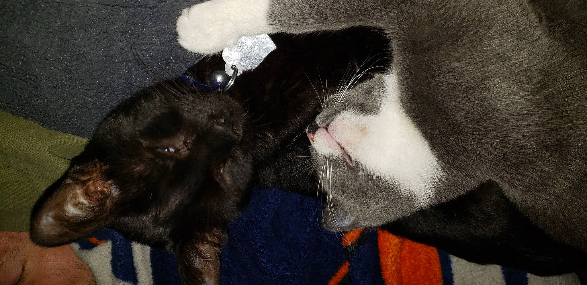 Ohno is registered to the contest to win money with this photo: black_cat, bombay, carnivore, cat, claw, comfort, dog_breed, domestic_short_haired_cat, ear, felidae, fur, gesture, mammal, nap, paw, small_to_medium_sized_cats, snout, tail, vertebrate, whiskers