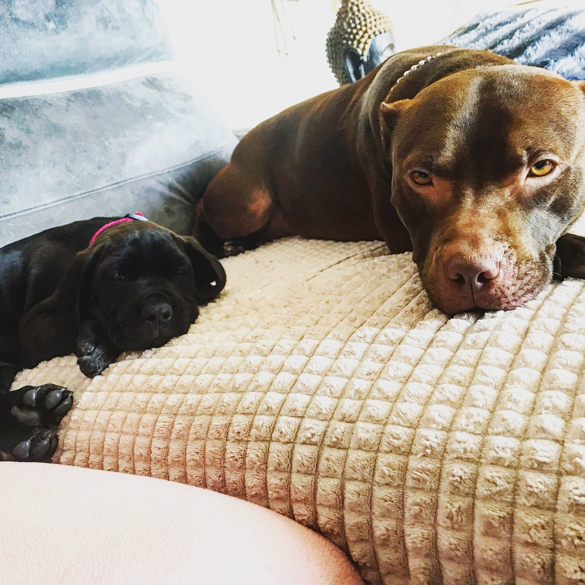 Onyx participe au concours pour gagner de l'argent avec cette photo : american_pit_bull_terrier, beagador, canidae, carnivore, dog, dog_breed, fawn, great_dane, guard_dog, labrador_retriever, mammal, non_sporting_group, pit_bull, pointer, puppy, snout, sporting_group, vertebrate