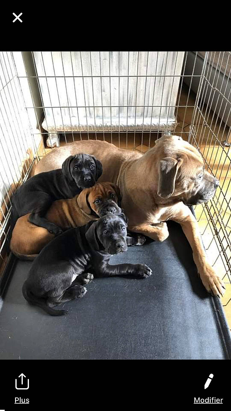 Onyx participe au concours pour gagner de l'argent avec cette photo : boerboel, boxer, bullmastiff, cane_corso, canidae, carnivore, companion_dog, dog, dog_breed, fawn, fila_brasileiro, great_dane, guard_dog, korean_mastiff, mammal, non_sporting_group, perro_de_presa_canario, sporting_group, tosa, vertebrate
