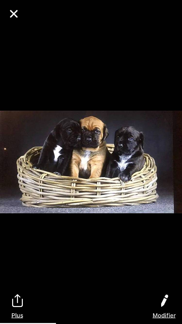 Onyx participe au concours pour gagner de l'argent avec cette photo : basket, canidae, carnivore, cocker_spaniel, companion_dog, dog, dog_breed, home_accessories, pointer, puppy, sporting_group