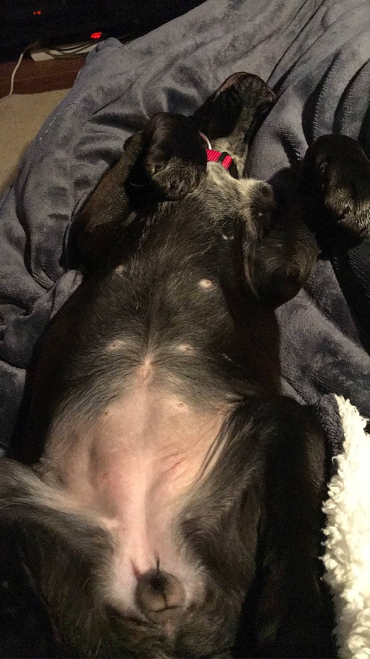 Onyx participe au concours pour gagner de l'argent avec cette photo : canidae, carnivore, chinese_crested_dog, companion_dog, dog, dog_breed, ear, miniature_schnauzer, nap, non_sporting_group, puppy, schnauzer, shih_tzu, snout, sporting_group, tibetan_terrier