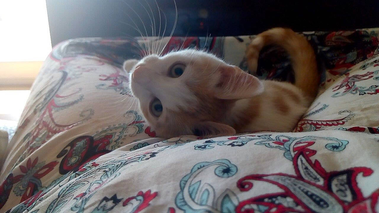 Porunn a rejoint le concours — aidez-le/la à gagner de superbes lots ! cat, ear, fawn, rabbits_and_hares, snout, whiskers