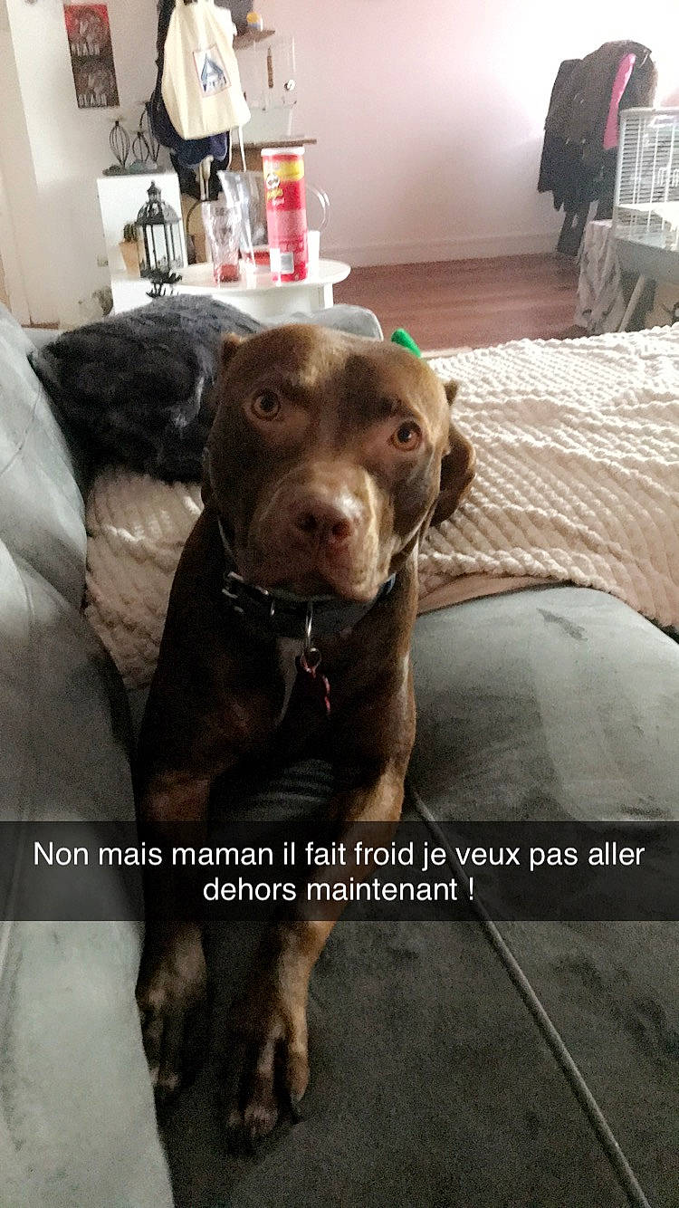 Lyna participe au concours pour gagner de l'argent avec cette photo : american_pit_bull_terrier, beagador, canidae, carnivore, dog, dog_breed, fawn, labrador_retriever, liver, photo_caption, pit_bull, puppy, retriever, snout, sporting_group