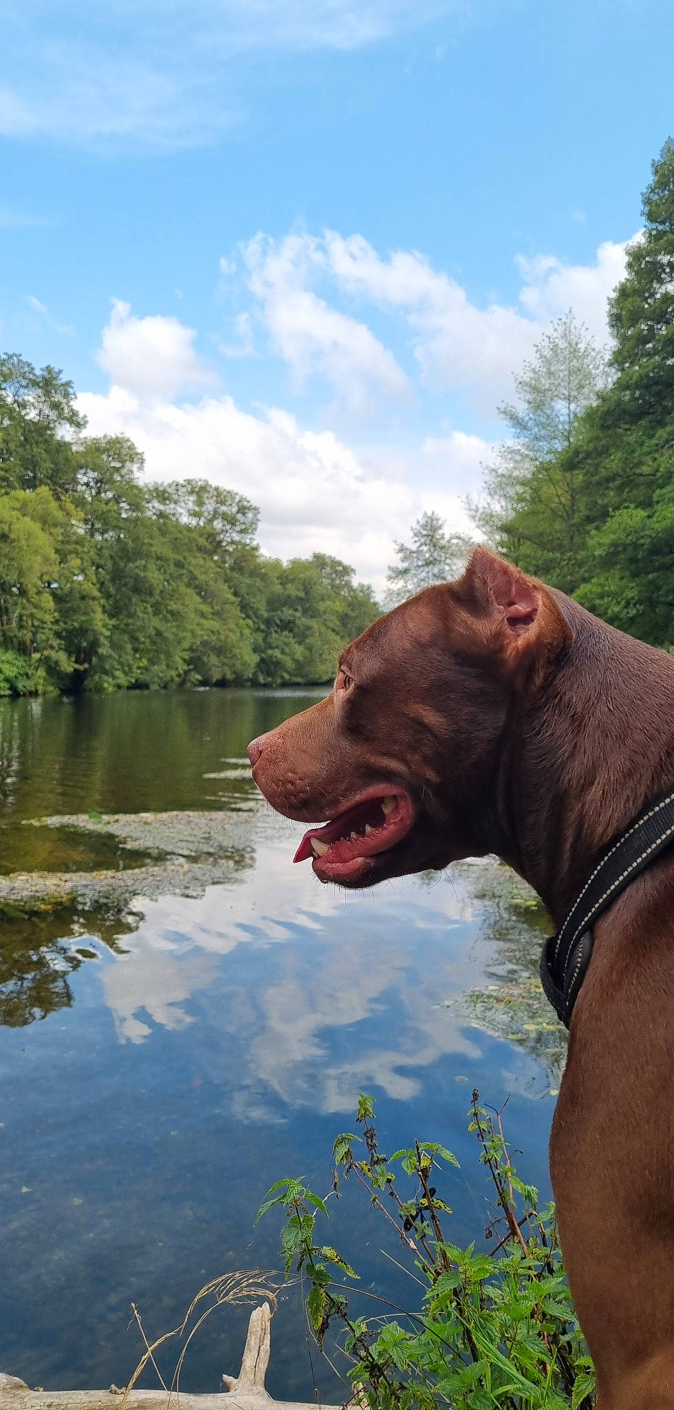 Lyna participe au concours pour gagner de l'argent avec cette photo : airedale_terrier, carnivore, cloud, collar, companion_dog, dog, dog_breed, fawn, grass, lake, landscape, liver, livestock, plant, sky, snout, sporting_group, tree, water, working_animal
