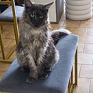 Yuna participe au concours pour gagner de l'argent avec cette photo : cat, long_hair, yellow_eyes, chair, cushion, indoor, floor_tiles, furniture, pet, animal, sitting, domestic, cozy, fur, portrait, household, relaxed, looking, cute, feline