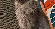 Yuna participe au concours pour gagner de l'argent avec cette photo : cat, long_hair, fluffy_tail, sitting, indoor, couch, pillow, pattern, gray, orange, blue, leaf_pattern, pet, feline, fur, domestic_animal, relaxed, looking_away, household, cozy