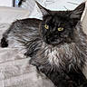 Yuna participe au concours pour gagner de l'argent avec cette photo : cat, long_hair, black_cat, yellow_eyes, couch, indoor, pet, feline, relaxed, fur, whiskers, ears, pillow, blanket, home, domestic_animal, resting, mammal, cozy, animal