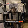Yuna a rejoint le concours — aidez-le/la à gagner de superbes lots ! cat, cat_tree, indoor, pet, furniture, flooring, laundry_basket, ironing_board, curtain, tile_floor, playful, fluffy, household_item, cozy, domestic, feline, pet_toy, text_overlay, love, affection