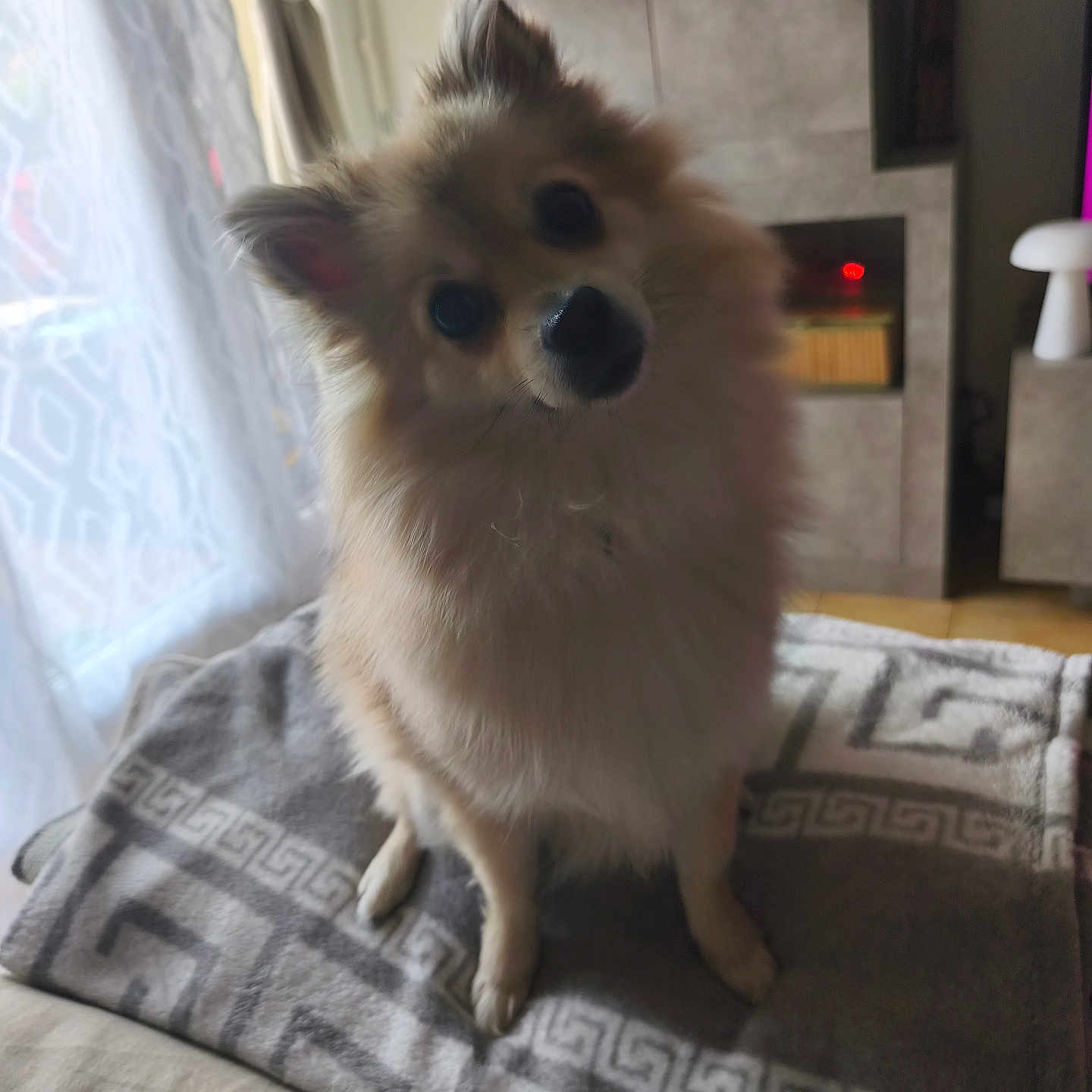 Bella