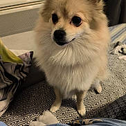 Bella participe au concours pour gagner de l'argent avec cette photo : dog, small_dog, fluffy, indoors, bed, blanket, patterned_bedspread, furniture, curious, pet, domestic_animal, companion, looking_up, cozy, soft_lighting, brown_fur, black_nose, ears, cute, animal