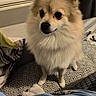 dog, small_dog, fluffy, indoors, bed, blanket, patterned_bedspread, furniture, curious, pet, domestic_animal, companion, looking_up, cozy, soft_lighting, brown_fur, black_nose, ears, cute, animal