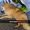 Bella a rejoint le concours — aidez-le/la à gagner de superbes lots ! dog, sleeping, blanket, pillow, buddha_statue, patterned, indoor, cozy, resting, fur, pet, cute, relaxing, home, animal, snout, paw, tail, text_overlay, timestamp
