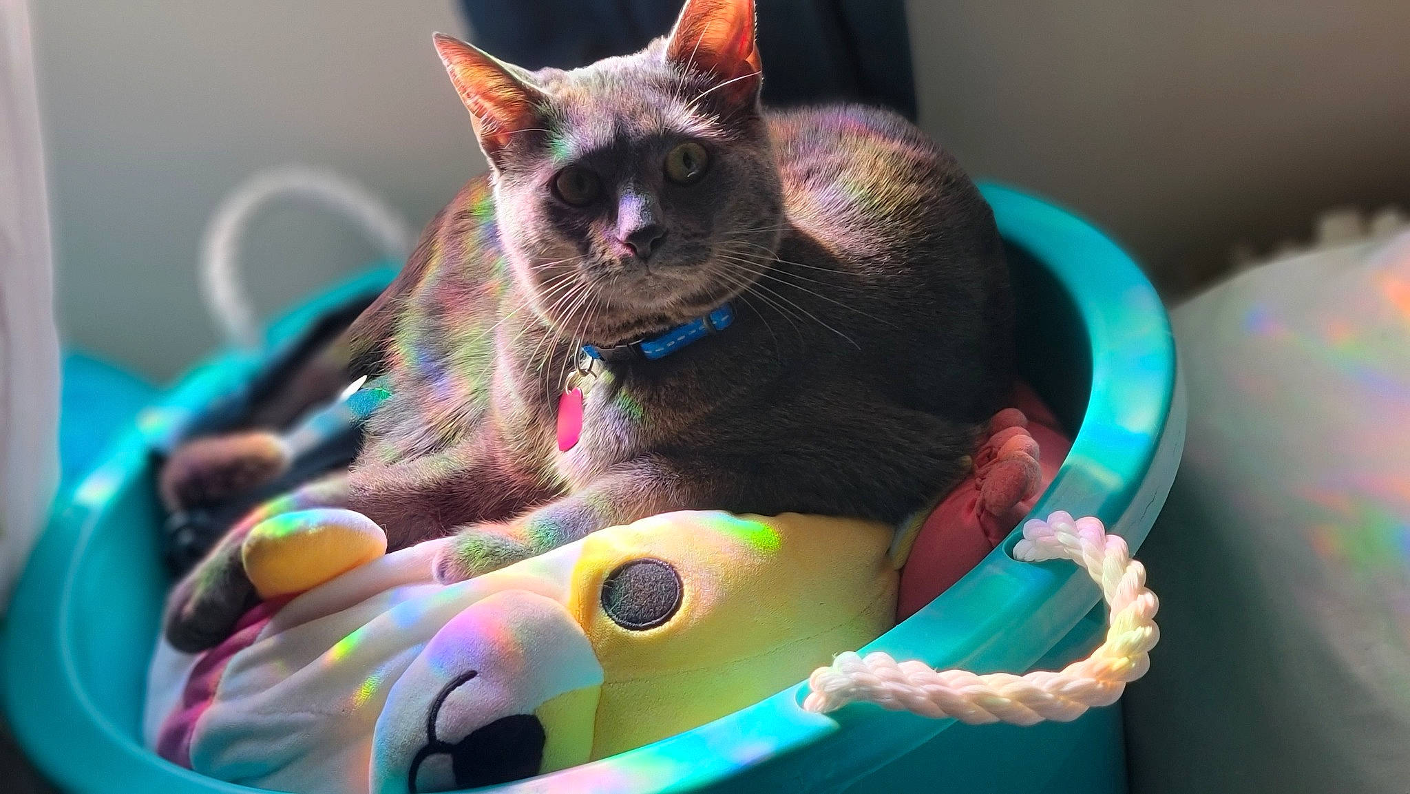 Yuumi is registered to the contest to win money with this photo: carnivore, cat, cat_supply, comfort, domestic_short_haired_cat, fawn, felidae, fur, magenta, paw, siamese, small_to_medium_sized_cats, snout, tail, whiskers