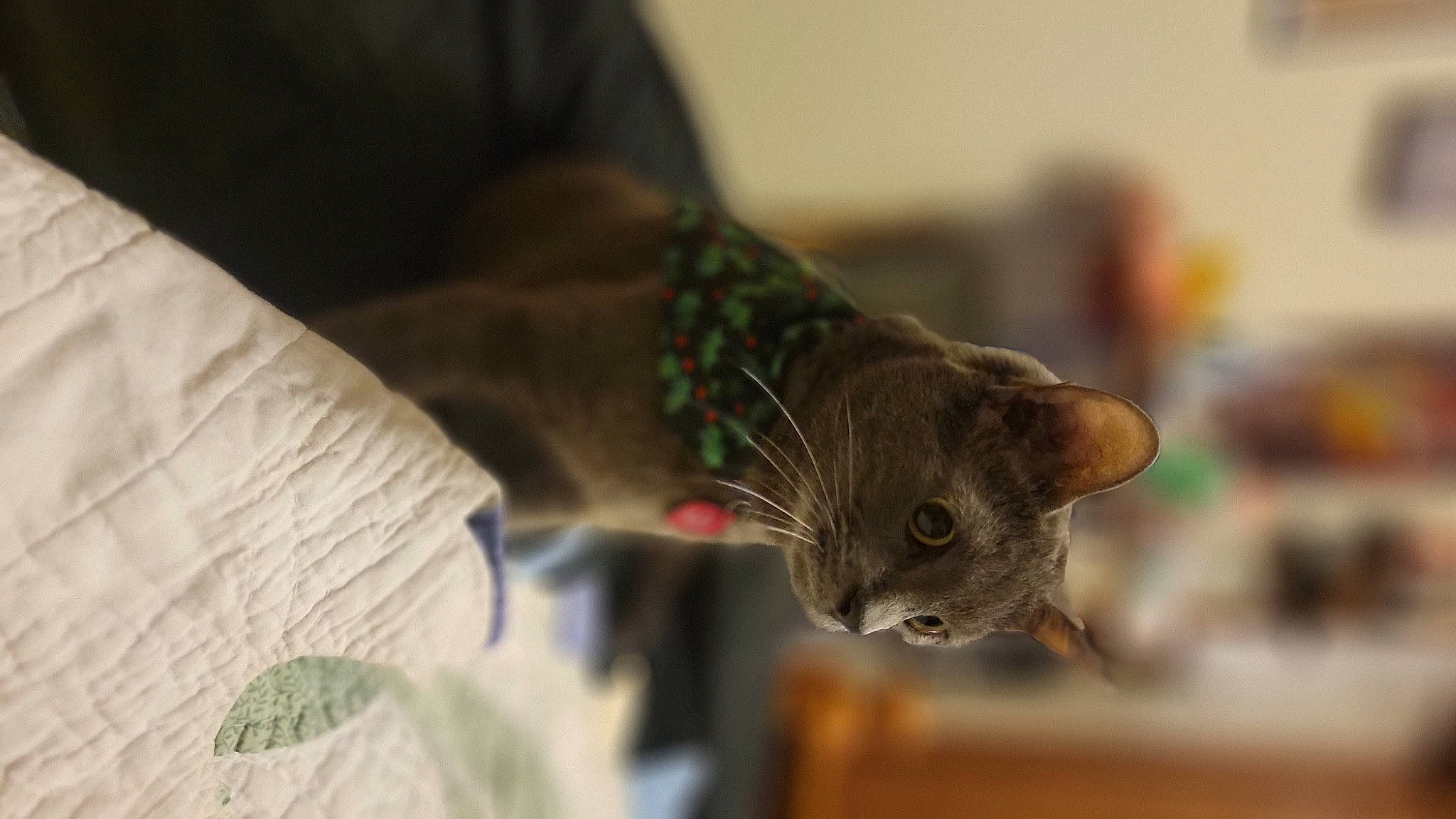 Yuumi joined the competition — help win amazing prizes! carnivore, cat, cat_supply, claw, collar, comfort, domestic_short_haired_cat, ear, fawn, felidae, fur, linens, small_to_medium_sized_cats, snout, tail, terrestrial_animal, tree, whiskers, wildlife