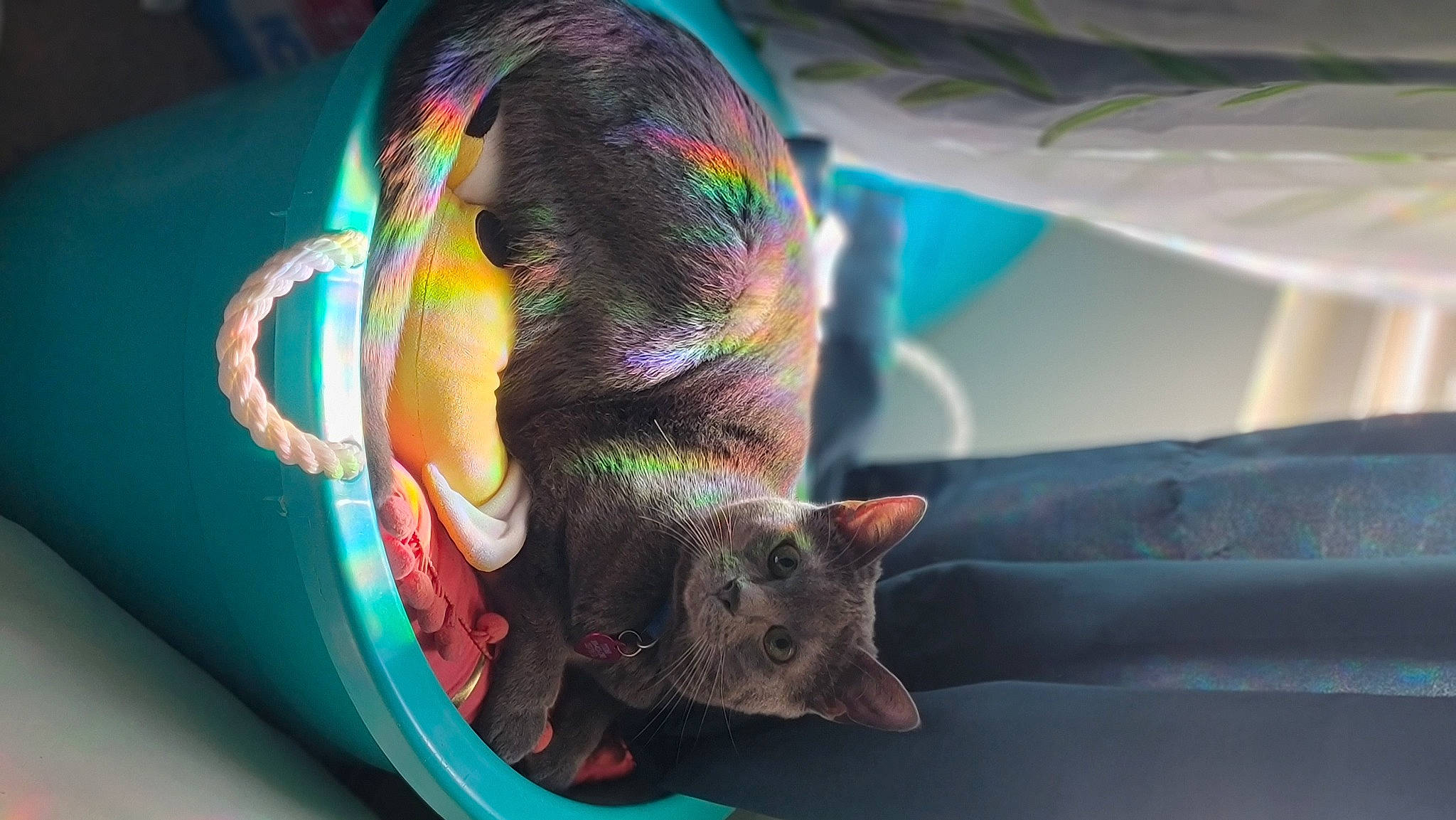 Yuumi is registered to the contest to win money with this photo: cap, carnivore, cat, cat_bed, cat_supply, claw, close_up, domestic_short_haired_cat, fashion_accessory, fawn, feather, felidae, fur, magenta, small_to_medium_sized_cats, snout, tail, whiskers, wool, woolen