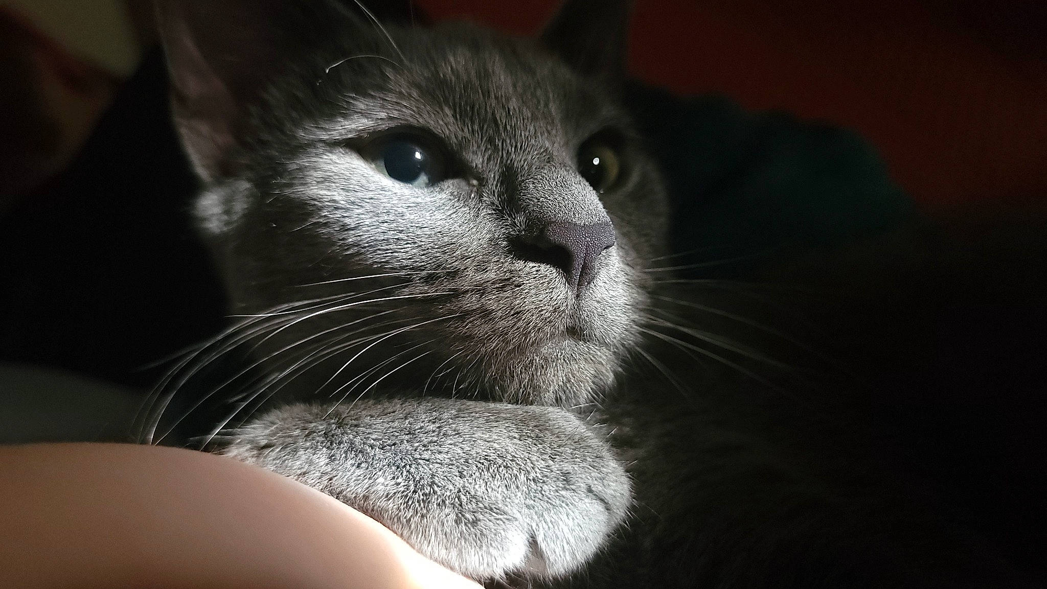 Yuumi is registered to the contest to win money with this photo: carnivore, cat, close_up, curious, darkness, domestic_short_haired_cat, ear, felidae, fur, grey, monochrome, monochrome_photography, small_to_medium_sized_cats, snout, terrestrial_animal, whiskers, wildlife