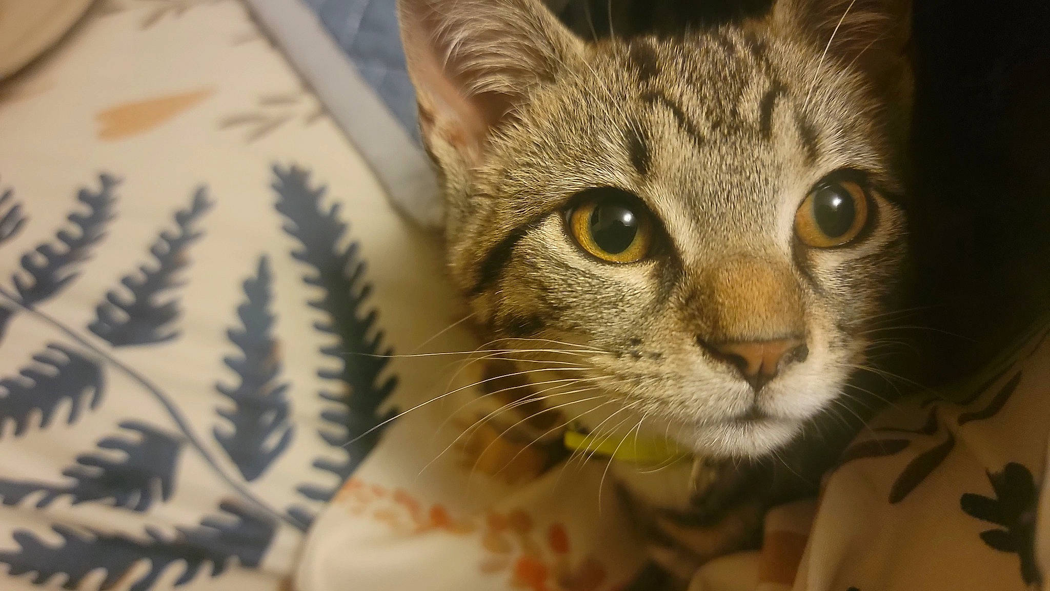 Rhya is registered to the contest to win money with this photo: carnivore, cat, close_up, conifer, domestic_short_haired_cat, felidae, fir, fur, pattern, small_to_medium_sized_cats, snout, terrestrial_animal, whiskers, wildlife